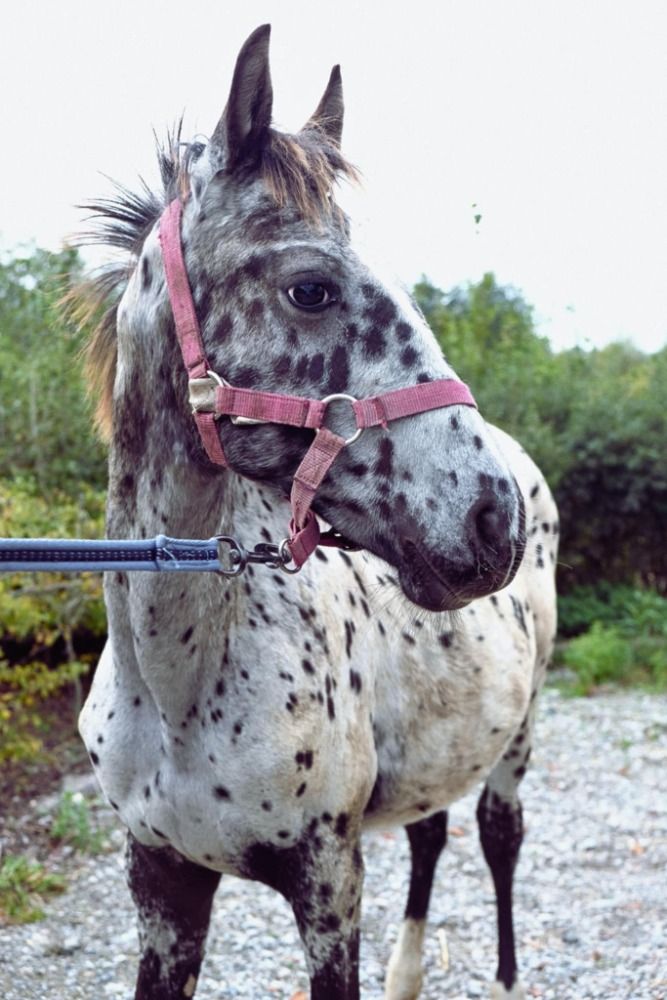allrounder Hengst Andere te koop - Foto 3