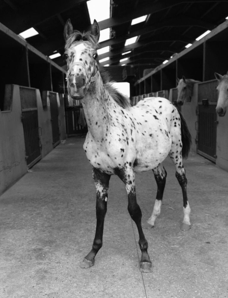 allrounder Hengst Andere te koop - Foto 4