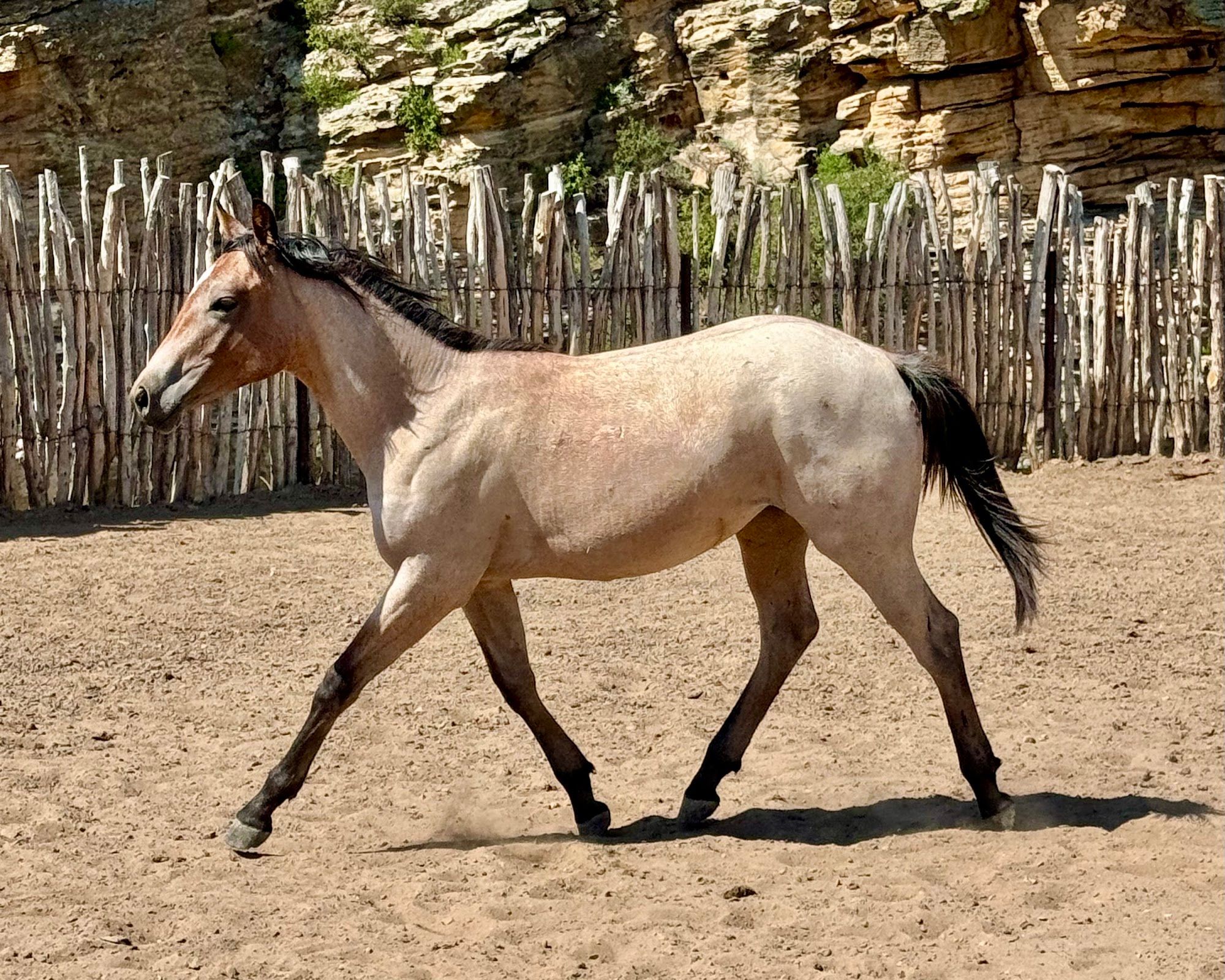 quarter-horse western-paard merrie 3 jaar te koop - Foto 2