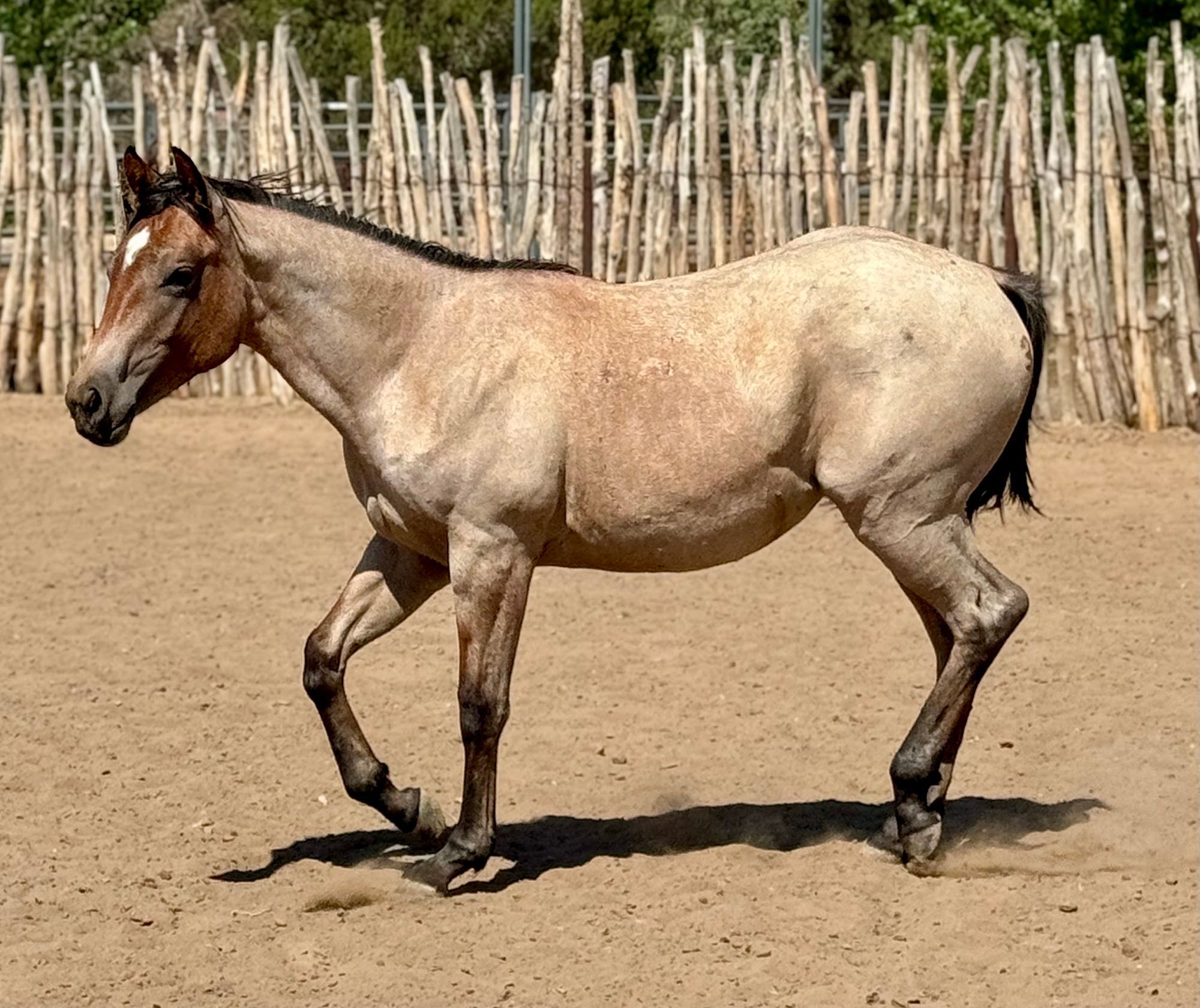 quarter-horse western-paard merrie 3 jaar te koop - Foto 3