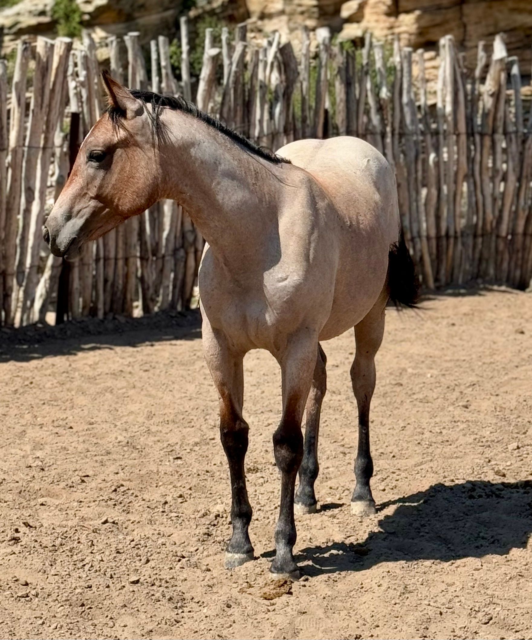 quarter-horse western-paard merrie 3 jaar te koop - Foto 4