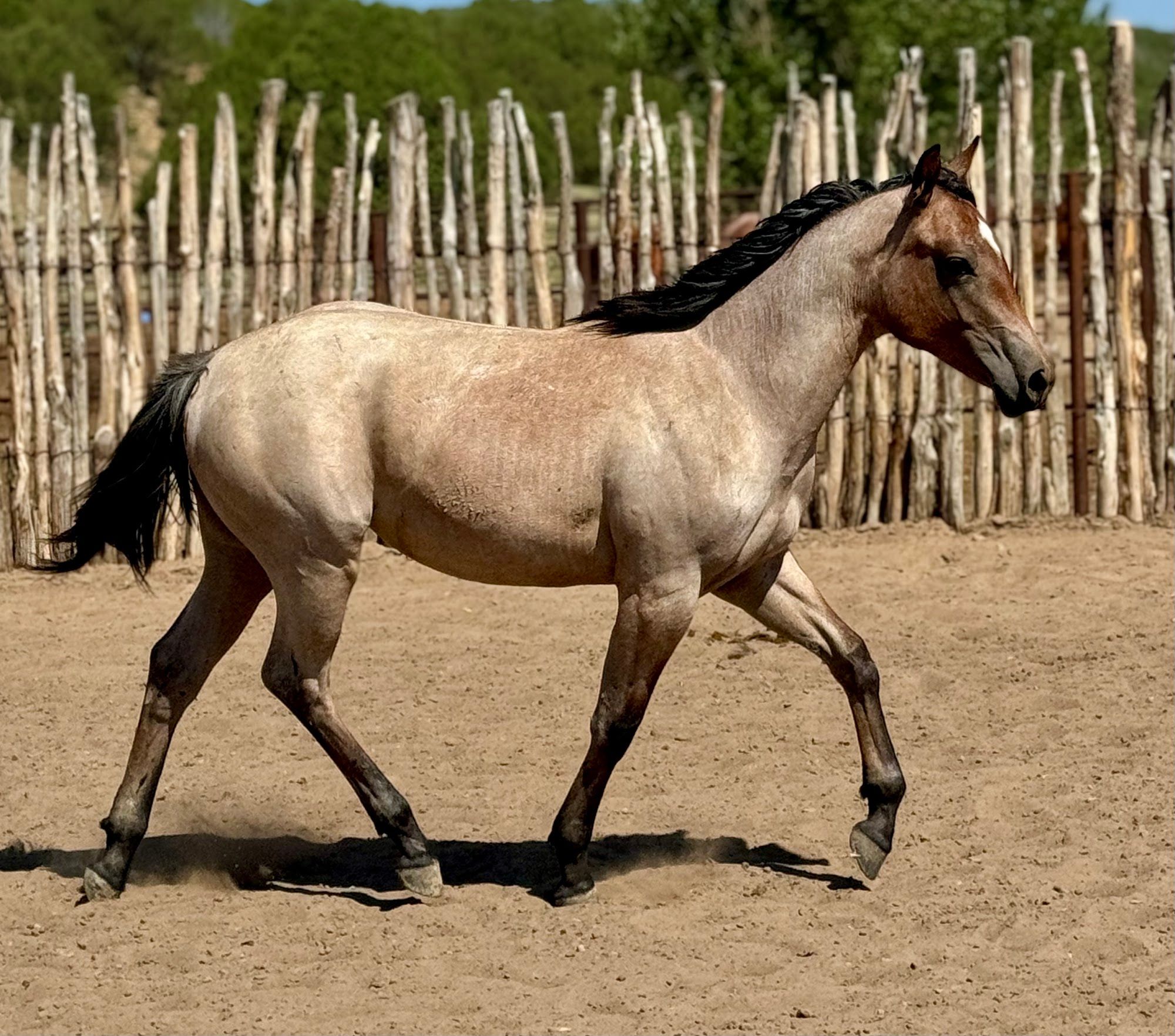 quarter-horse western-paard merrie 3 jaar te koop - Foto 5