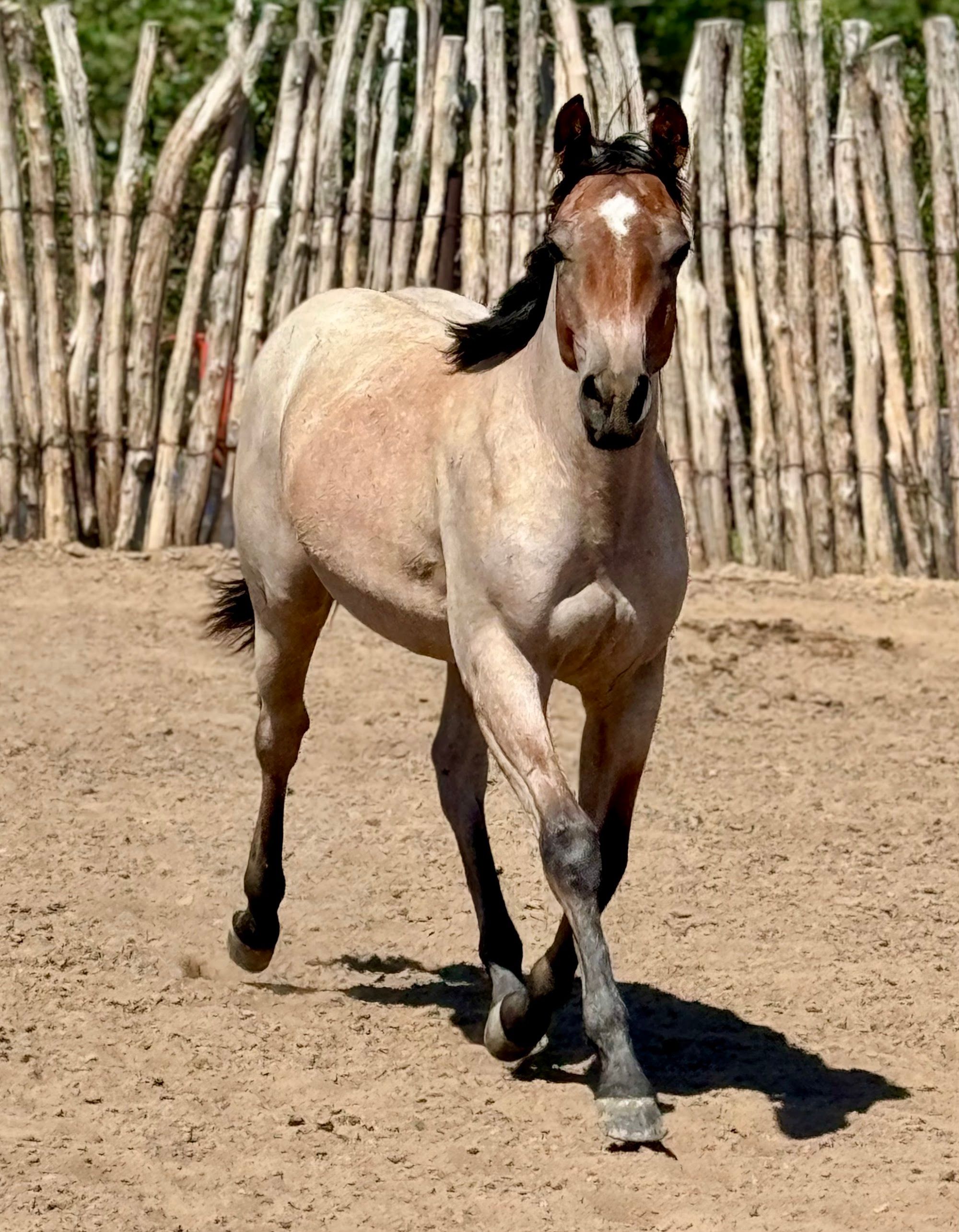 quarter-horse western-paard merrie 3 jaar te koop - Foto 6