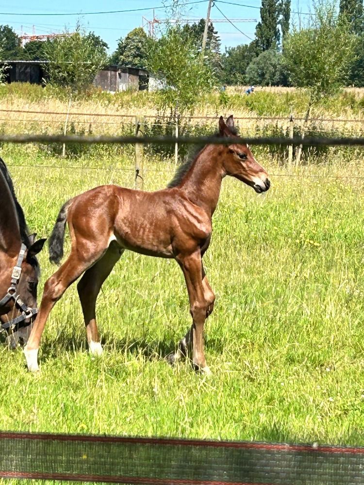 BWP springpaard Hengst Bruin te koop - Foto 4