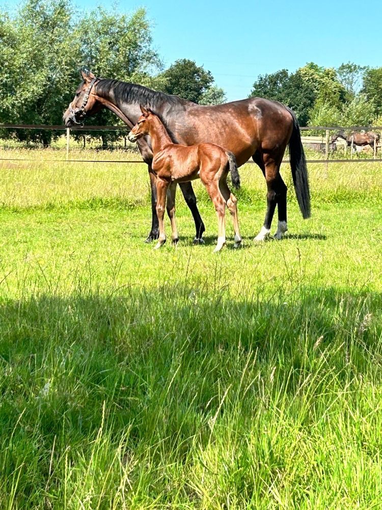 Hengstveulen. Billionaire van Hof Margriet