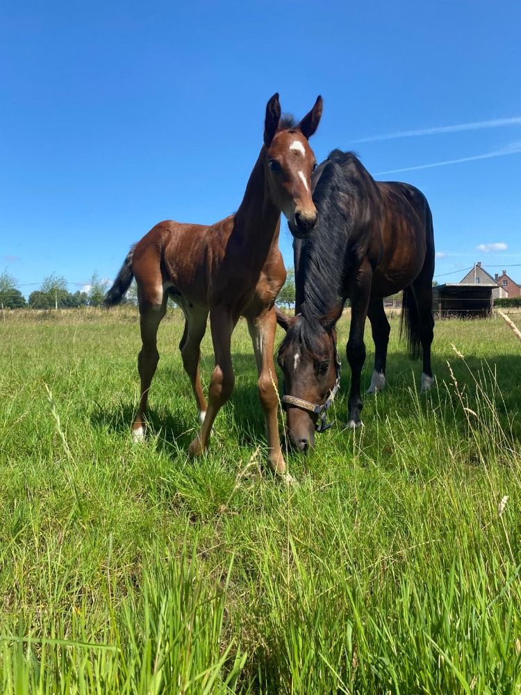 BWP springpaard Hengst Bruin te koop - Foto 2