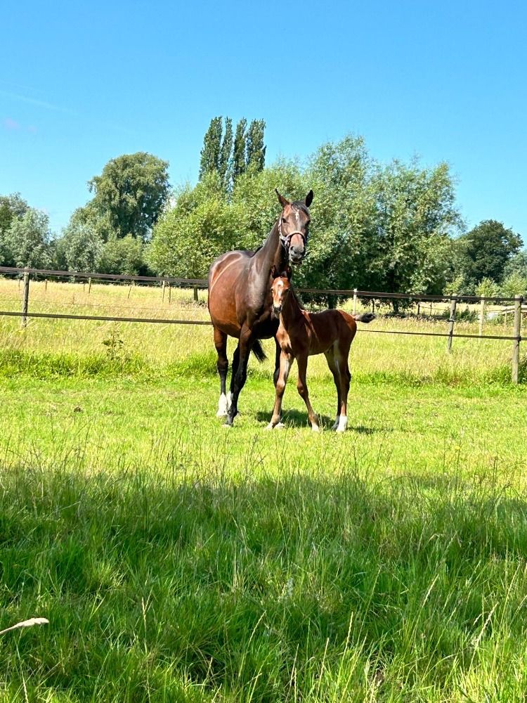 BWP springpaard Hengst Bruin te koop - Foto 5
