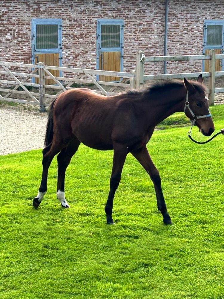 BWP springpaard Hengst Bruin te koop - Foto 6