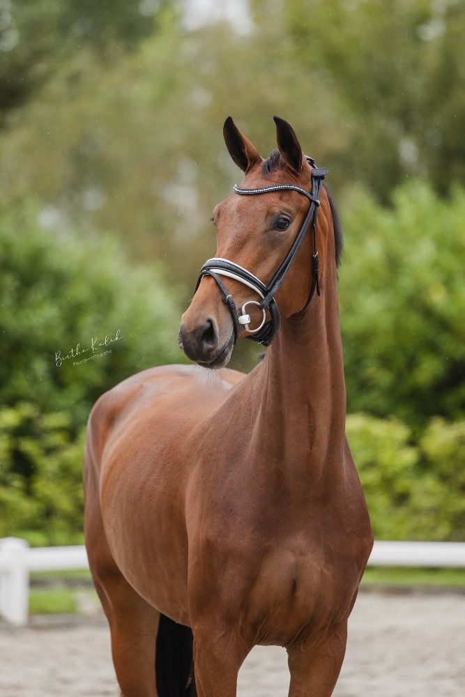 KWPN dressuurpaard Merrie 4 ans Bruin à vendre - Photo 4
