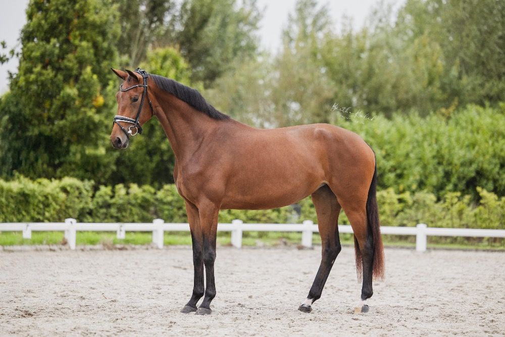 KWPN dressuurpaard Merrie 4 ans Bruin à vendre - Photo 3