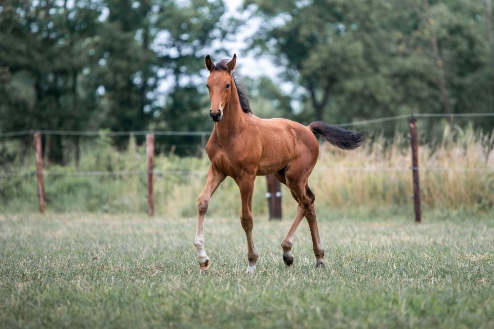 KWPN dressuurpaard Hengst Bruin te koop - Hoofdfoto