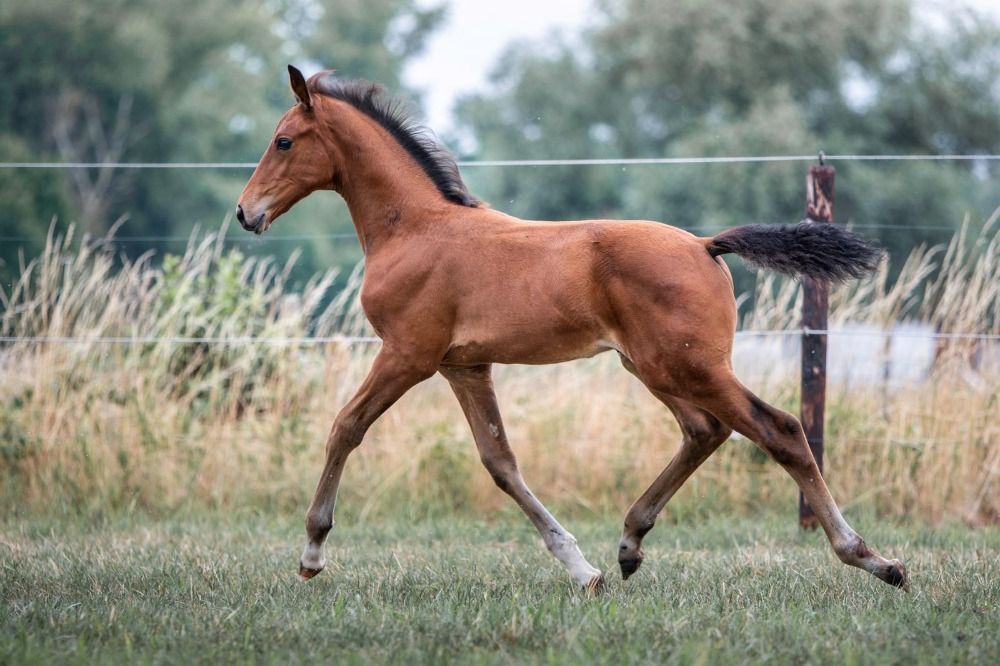 KWPN dressuurpaard Hengst Bruin te koop - Foto 3