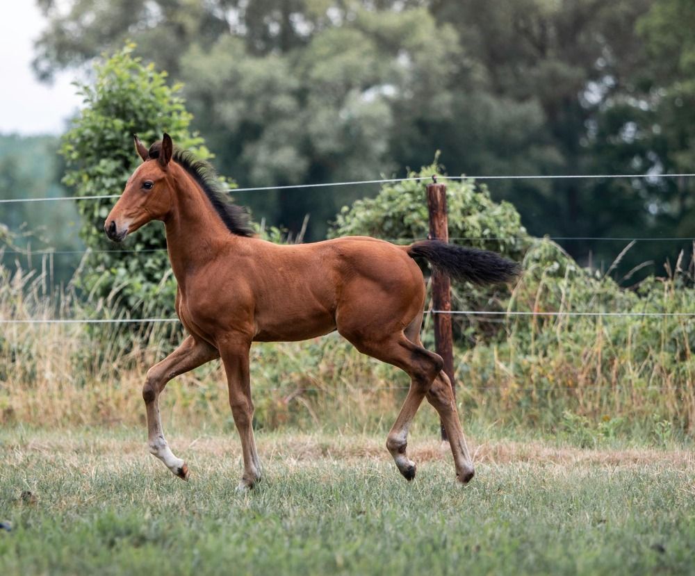KWPN dressuurpaard Hengst Bruin te koop - Foto 5