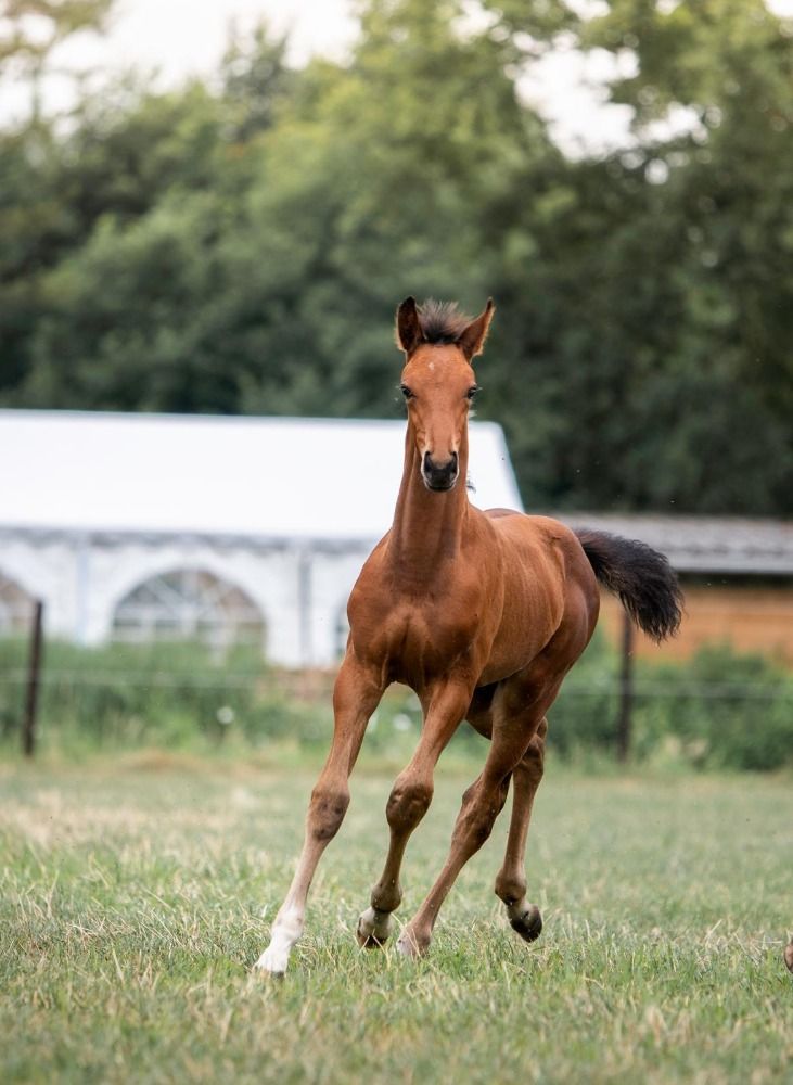 KWPN dressuurpaard Hengst Bruin te koop - Foto 2
