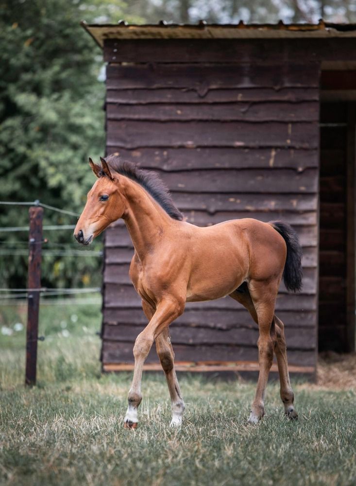 KWPN dressuurpaard Hengst Bruin te koop - Foto 4