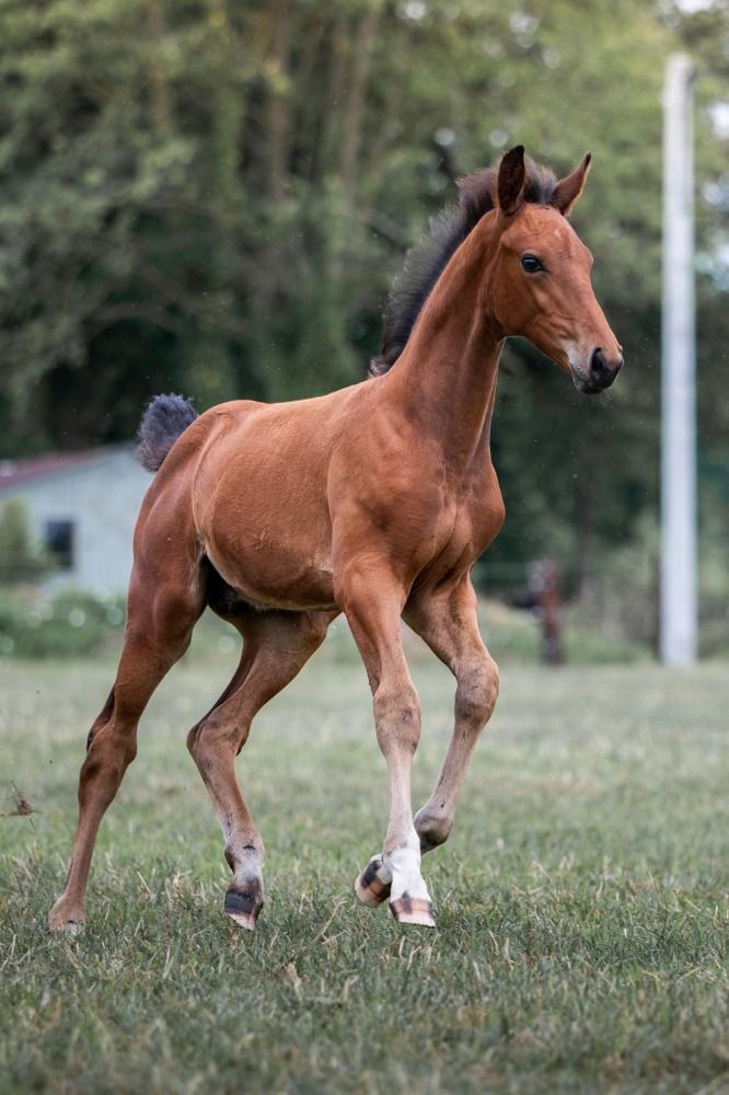 KWPN dressuurpaard Hengst Bruin te koop - Foto 6