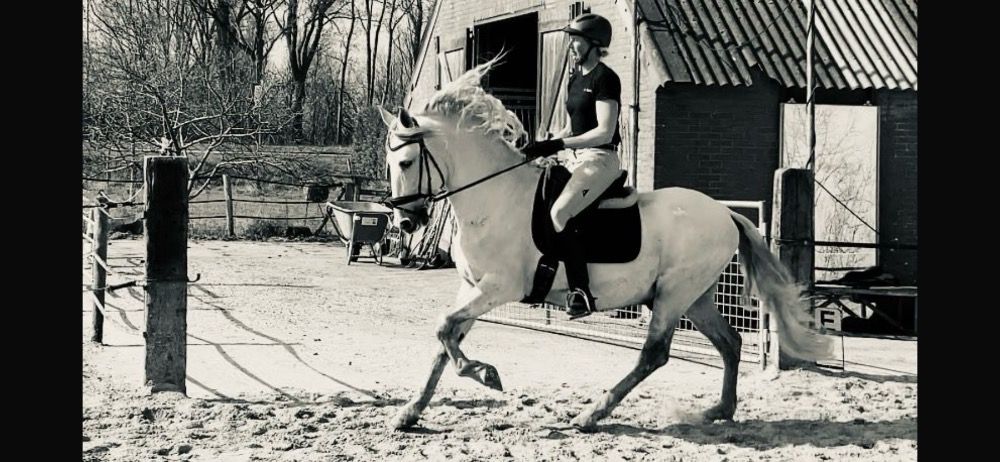 PRE paard Hengst 11 jaar Schimmel te koop - Foto 5