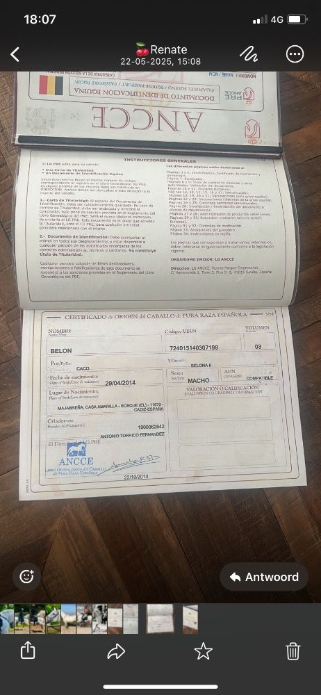 PRE paard Hengst 11 jaar Schimmel te koop - Foto 3