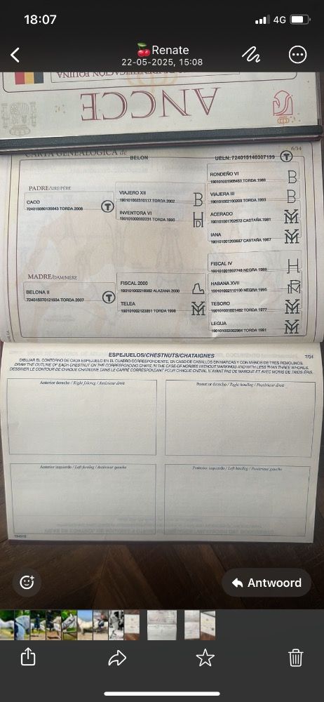 PRE paard Hengst 11 jaar Schimmel te koop - Foto 4