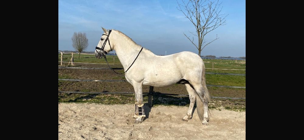 PRE paard Hengst 11 jaar Schimmel te koop - Foto 2