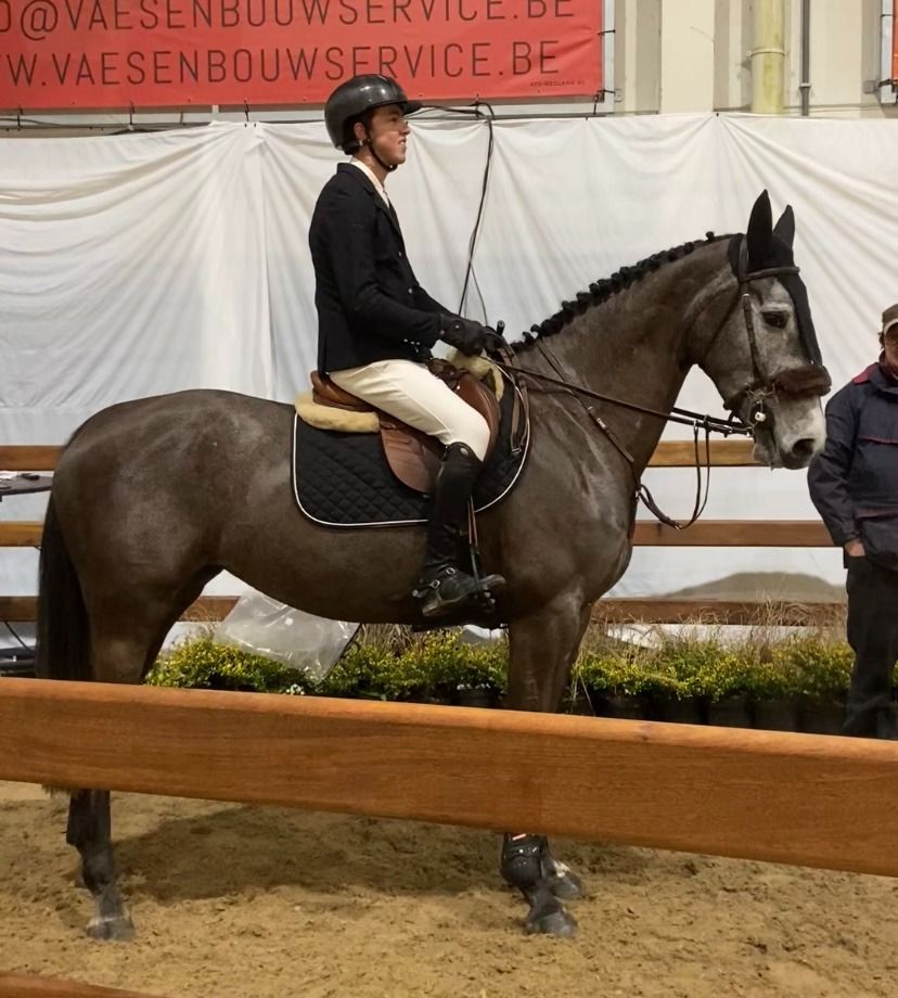 BWP springpaard Merrie 5 jaar Schimmel te koop - Hoofdfoto