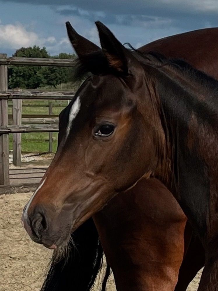 KWPN dressuurpaard Hengst Donkerbruin te koop - Hoofdfoto