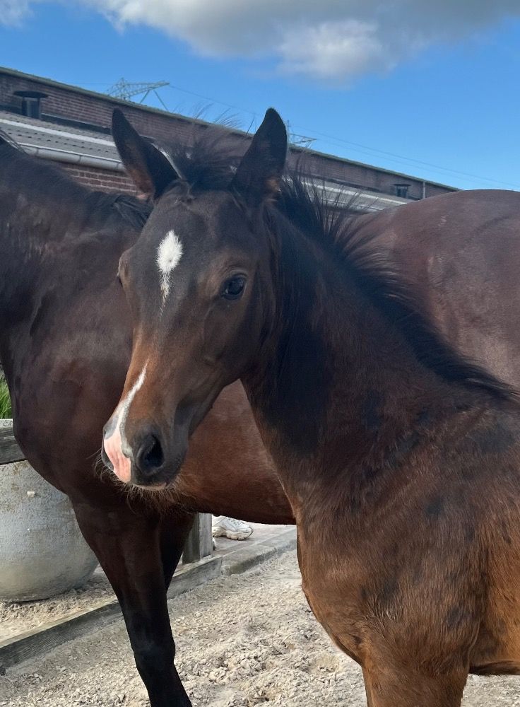 KWPN dressuurpaard Hengst Donkerbruin te koop - Foto 2