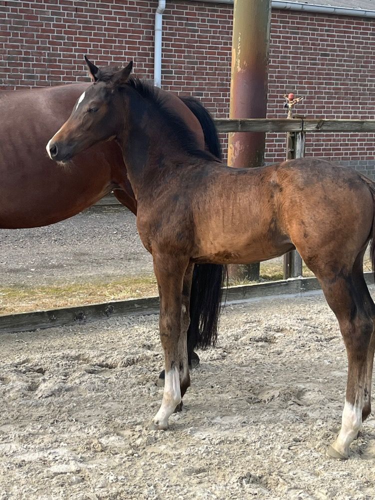 KWPN dressuurpaard Hengst Donkerbruin te koop - Foto 3