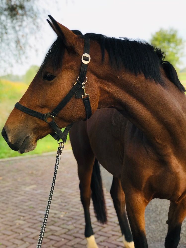 KWPN fokmerrie Merrie 10 jaar Bruin te koop - Foto 3