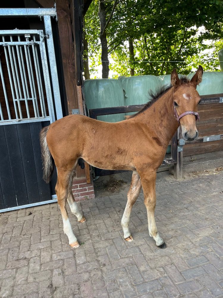 KWPN fokmerrie Merrie 10 jaar Bruin te koop - Foto 6