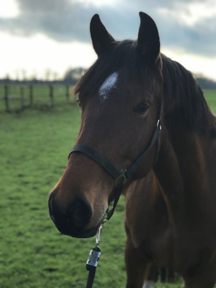 KWPN fokmerrie Merrie 10 jaar Bruin te koop - Hoofdfoto