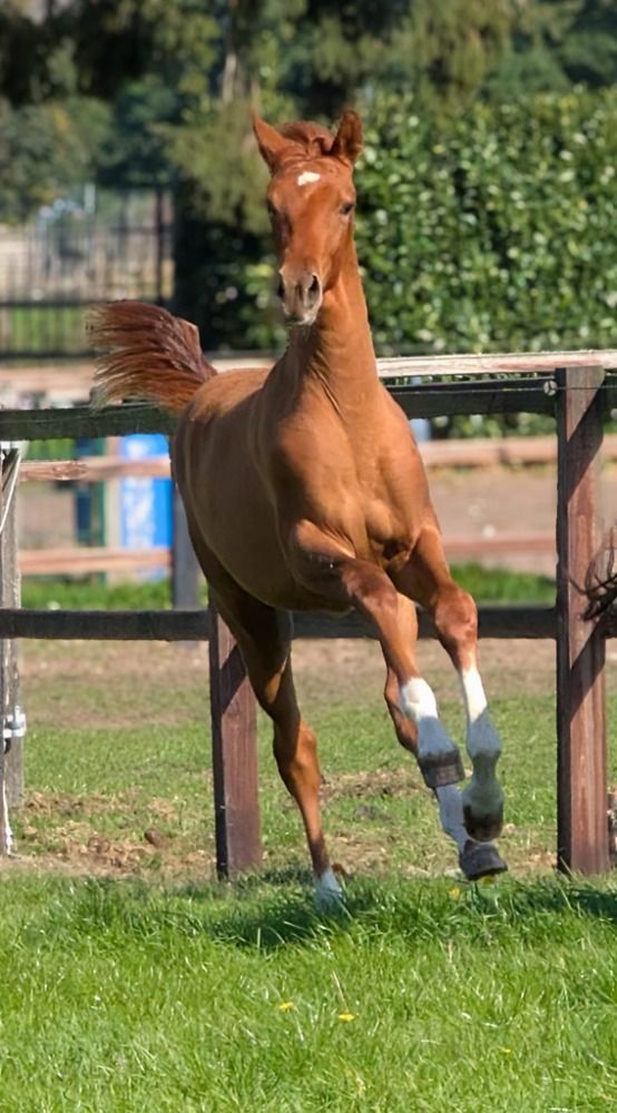 KWPN dressuurpaard Hengst Vos te koop - Foto 4