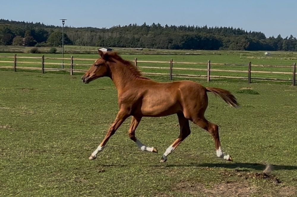 KWPN dressuurpaard Hengst Vos te koop - Foto 2