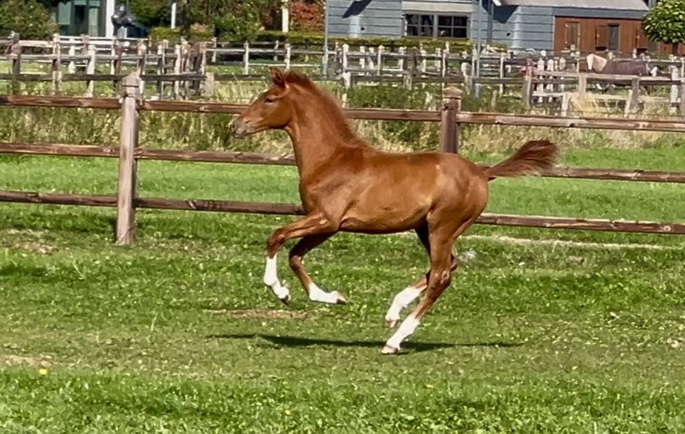 KWPN dressuurpaard Hengst Vos te koop - Foto 5
