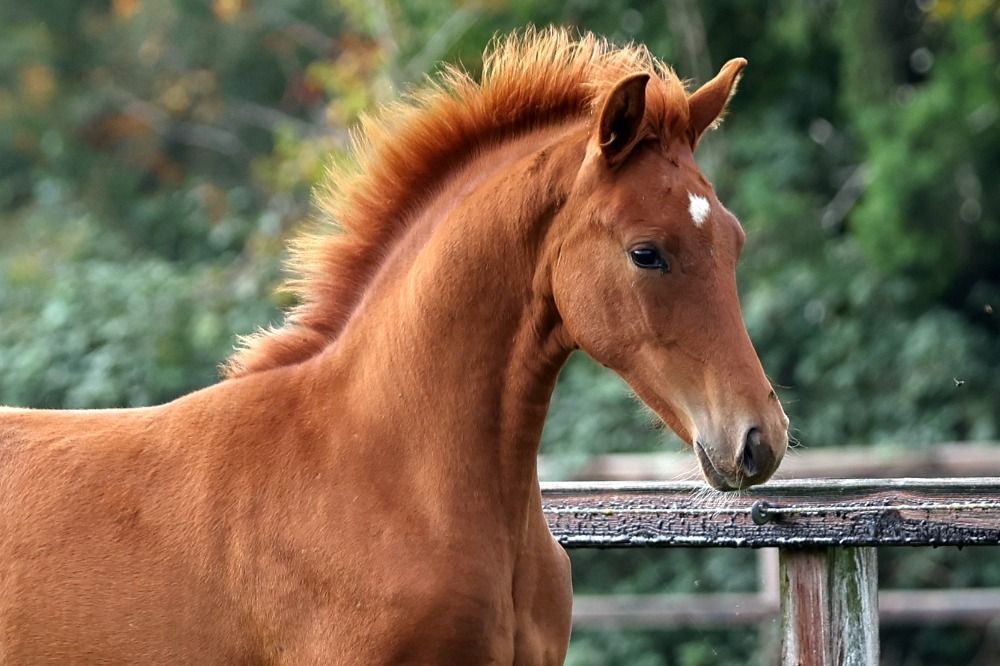 KWPN dressuurpaard Hengst Vos te koop - Hoofdfoto