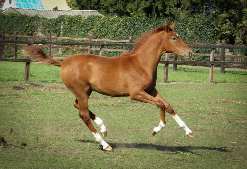 KWPN dressuurpaard Hengst Vos te koop - Foto 3