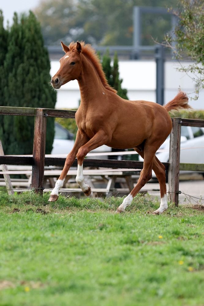 KWPN dressuurpaard Hengst Vos te koop - Foto 6