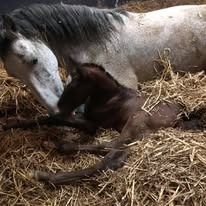 R&R Stables waar elk paard met zorg groot wordt