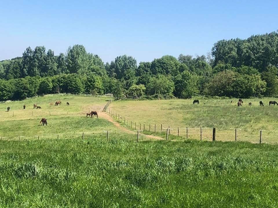 R&R Stables waar elk paard met zorg groot wordt - Foto 2