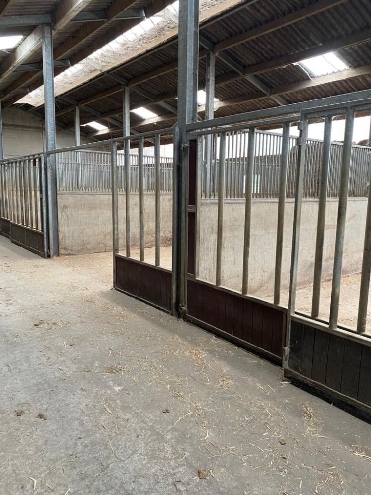 R&R Stables waar elk paard met zorg groot wordt - Foto 4