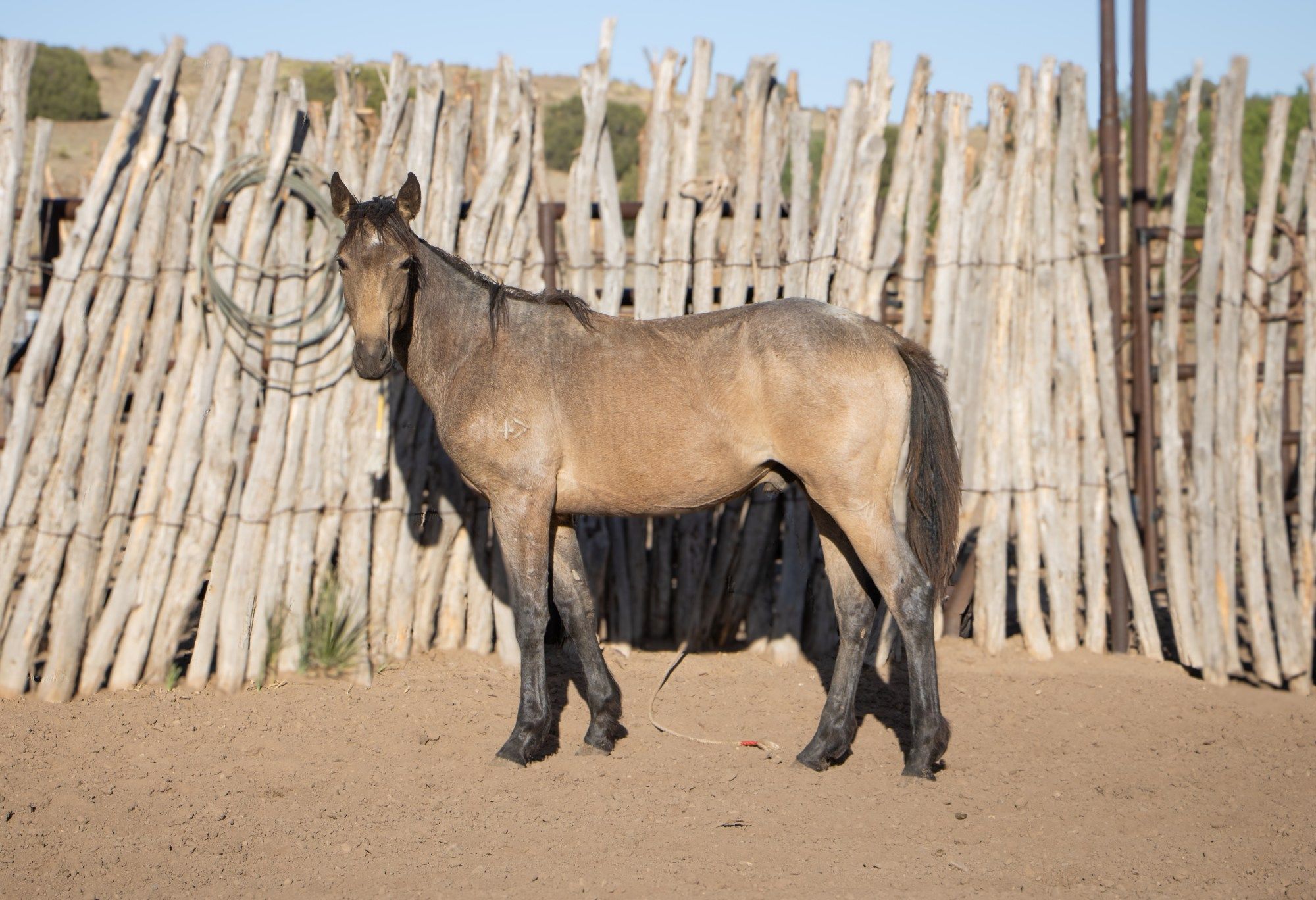 quarter-horse western-paard hengst 1 años en venta - Foto principal