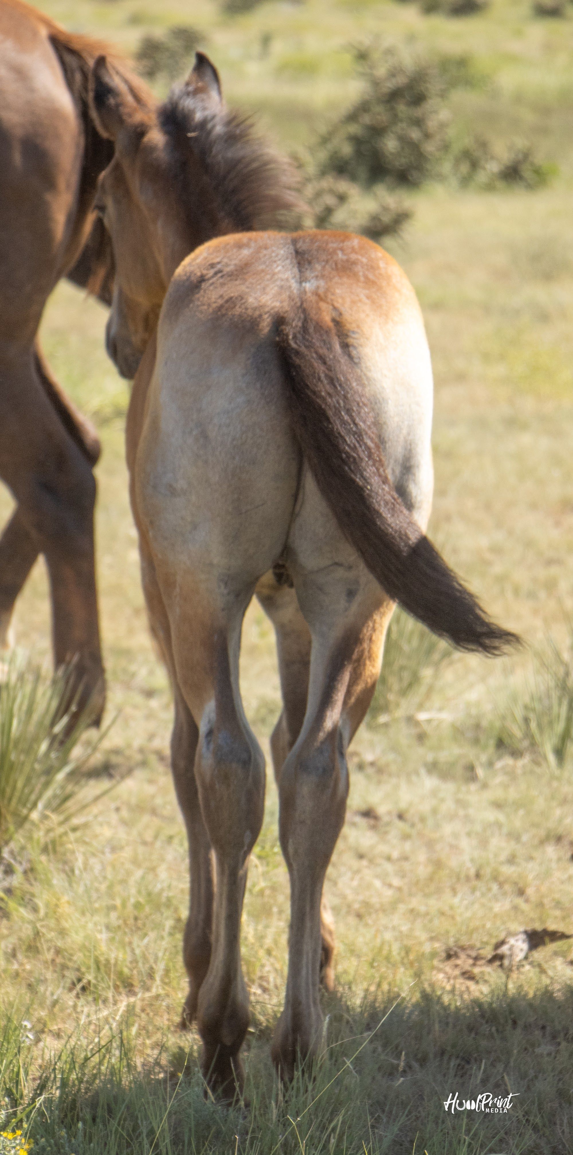 quarter-horse western-paard hengst 1 años en venta - Foto 2