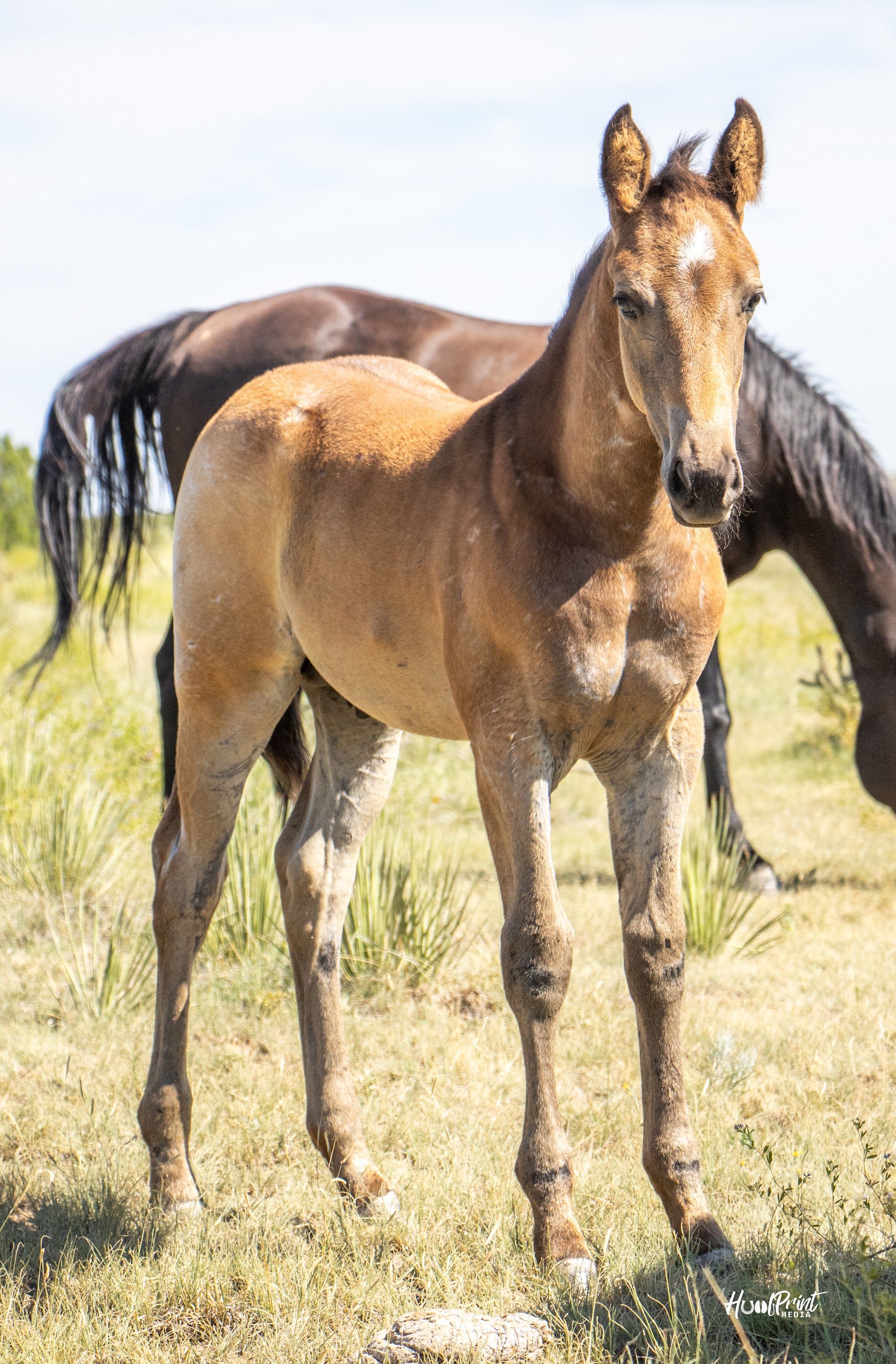 quarter-horse western-paard hengst 1 años en venta - Foto 3