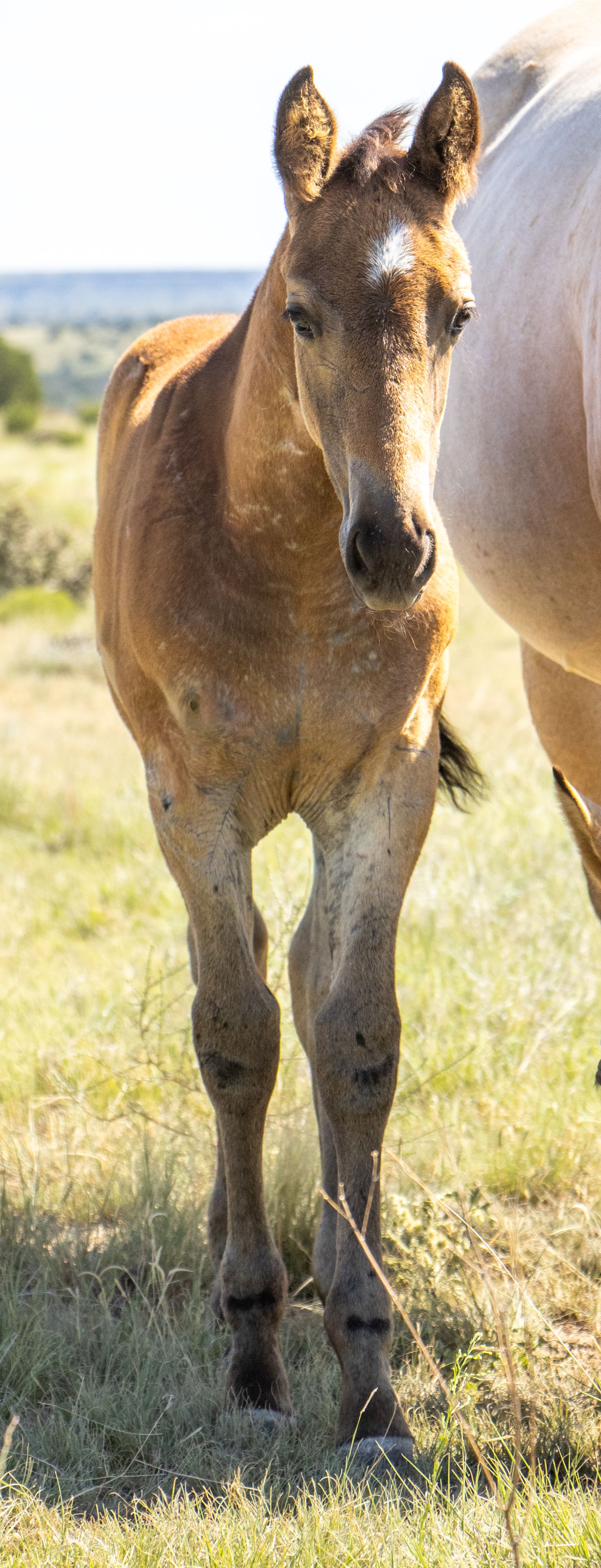 quarter-horse western-paard hengst 1 años en venta - Foto 4