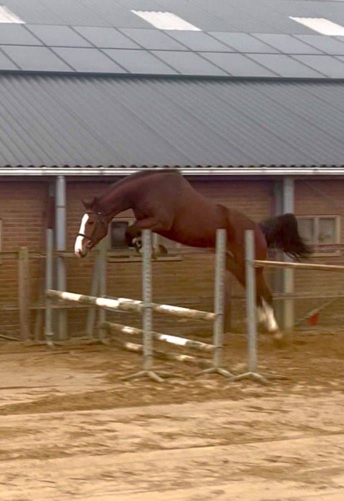 KWPN springpaard Merrie 8 Jahre alt Donkerbruin zu verkaufen - Foto 3