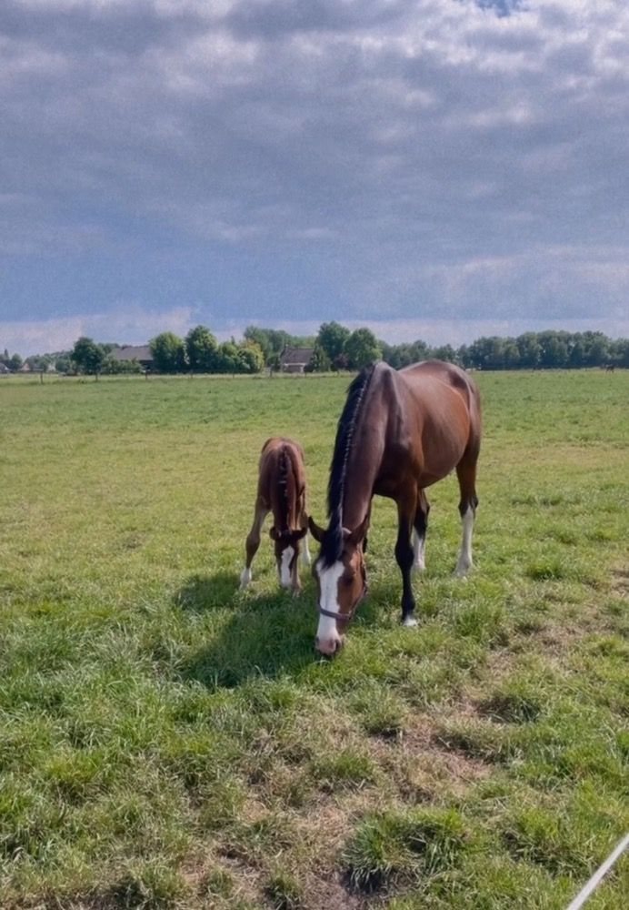 KWPN springpaard Merrie 8 Jahre alt Donkerbruin zu verkaufen - Foto 6
