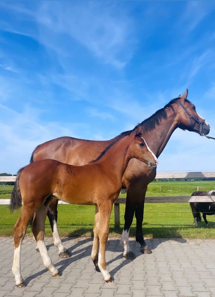 KWPN springpaard Merrie 8 Jahre alt Donkerbruin zu verkaufen - Foto 5