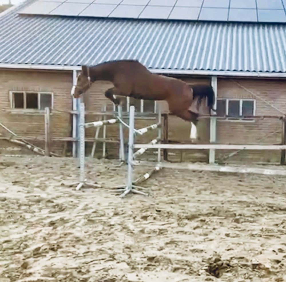 Meerdere sportpaarden te koop: Grandorado x Heartbreaker