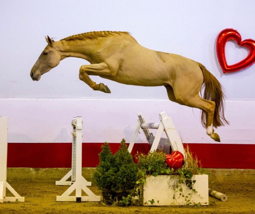 KWPN springpaard Merrie 7 years old Donkerbruin for sale - Photo 6