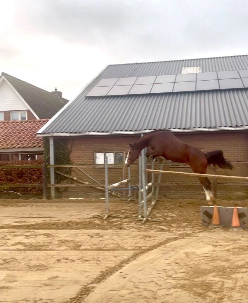 KWPN springpaard Merrie 8 Jahre alt Donkerbruin zu verkaufen - Foto 2